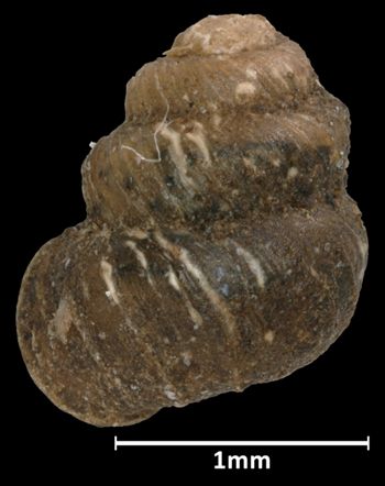 Media type: image;   Malacology 45244 Aspect: dorsal